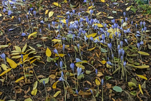 Autumn crocus on a dark background in the autumn garden in October.