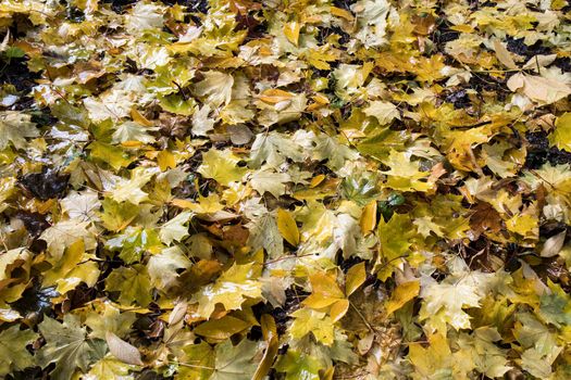 Wet maple leaves in autumn in an autumn park