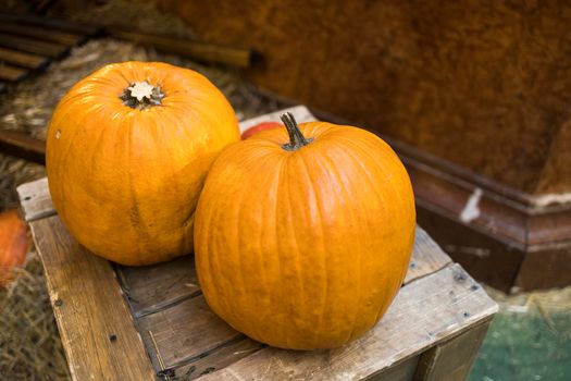 Decorative pumpkins, Halloween decor in Moscow city. Harvest, garden decoration in GUM, Moscow city. Shop ornament with gourd, orange pumpkin. Halloween pumpkin. Pumpkin decor. Many Halloween pumpkins