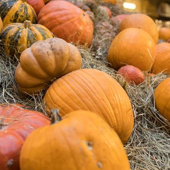 Decorative pumpkins, Halloween decor in Moscow city. Harvest, garden decoration in GUM, Moscow city. Shop ornament with gourd, orange pumpkin. Halloween pumpkin. Pumpkin decor. Many Halloween pumpkins