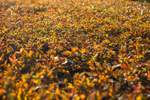 Red-yellow trimmed barberry bushes in autumn in good weather. The sun. Selective Sharpness