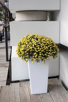 Yellow bush round chrysanthemums planted in a long tall plastic box near the entrance to the building