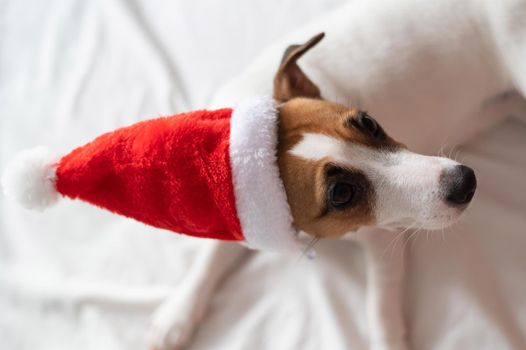 Jack russell terrier dog in santa claus hat lies on a white sheet. Christmas greeting card.