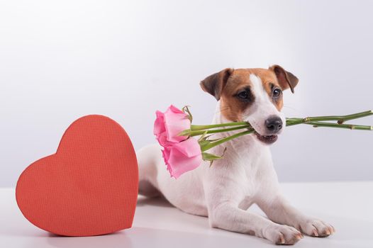 Portrait of funny dog Jack Russell Terrier with flowers in his teeth and boxes in the form of a heart. Valentine's day greeting card.