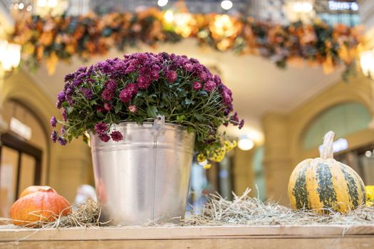 Colorful chrysanthemums in a wicker basket, pumpkins - Halloween decorations.