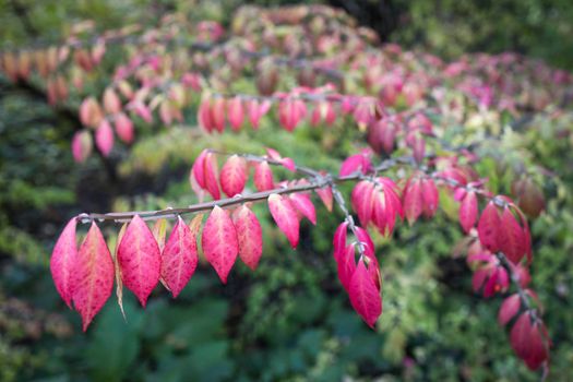 colorful background macro closeup of stunning Euonymus alatus, winged spindle, or burning bush popular ornamental shrub plant tree with attractive fall hot pink purple leaves in autumn