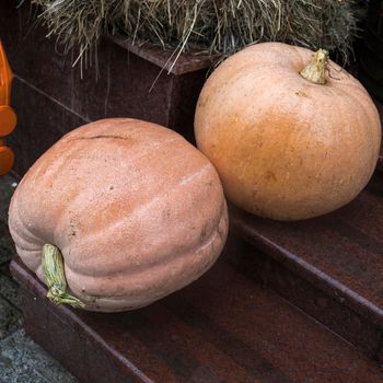Two huge pumpkins lie on the steps in front of the store entrance. Halloween