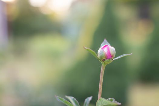 Closed buds of red peonies. The beginning of the flowering of peonies