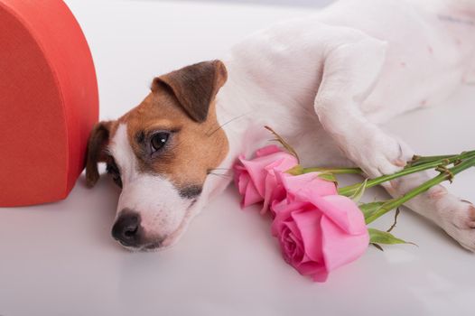 A cute dog lies next to a heart-shaped box and holds a bouquet of pink roses on a white background. Valentine's day gift.