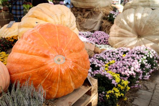 Moscow, Russia - September 16, 2021: Two giant pumpkins at the traditional autumn exhibition in the Aptekarsky Ogorod (branch of the Moscow State University Botanical Garden).