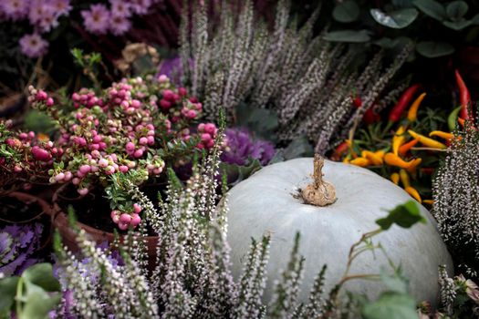 Pink snowberry, pumpkin, and purple heather adorn the flower bed on the garden lawn