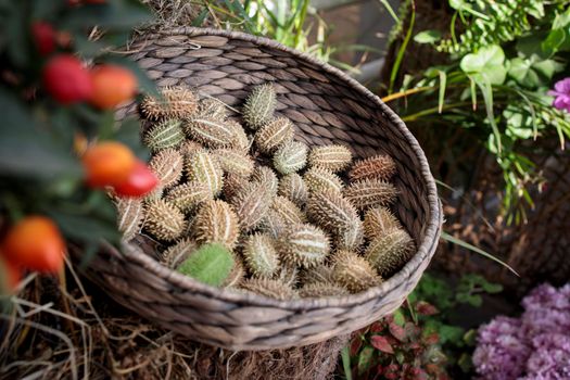 Squirting cucumber in a wicker basket decorate a windowsill