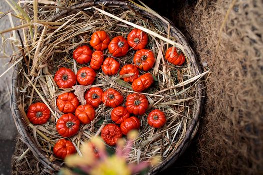 Solanum aethiopicum in a wicker basket decorate the windowsill