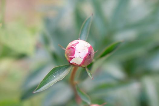 Closed buds of red peonies. The beginning of the flowering of peonies