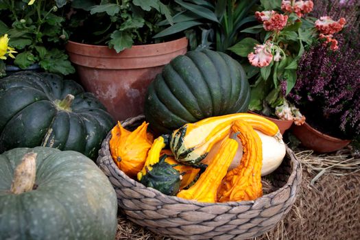 various kinds of small decorative pumpkins in a wicker basket as a decoration of garden