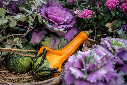 Ornamental purple brassica cabbage decorate the farm stall