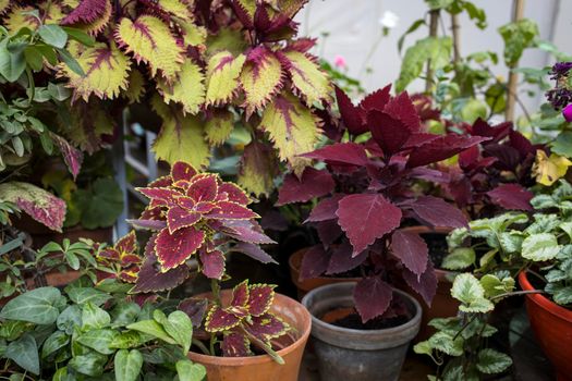 Various types of coleus in clay pots decorate the flowerbed on the lawn in the garden
