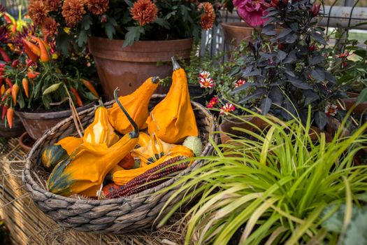 various kinds of small decorative pumpkins in a wicker basket as a decoration of garden