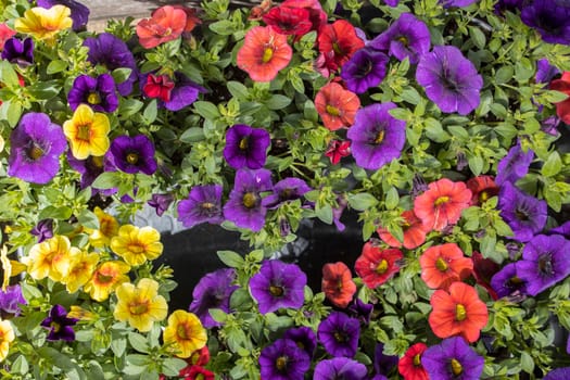 Different color of calibrachoa is a genus of plants in the Solanaceae family.