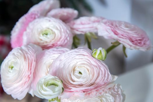 the Bouquet of pale pink Persian buttercups on the table Fragment