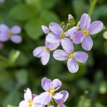 Arabidopsis arenosa, the sand rock-cress, is a species of flowering plant in the family Brassicaceae. It is found mostly in Central Europe in both a diploid and an autotetraploid form.