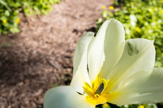 Yellow tulips are in the sun ligth in the spring garden. with falling petals