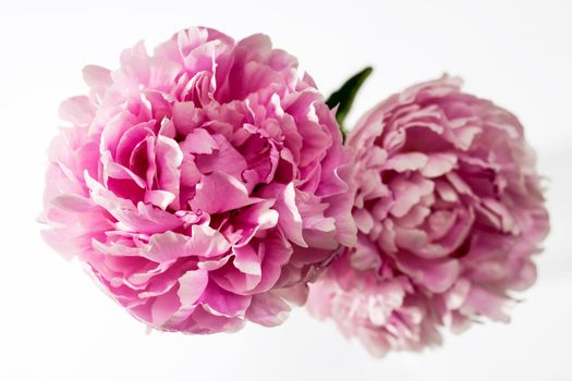 Bouquet ofPeony flower isolated on white. Place for text