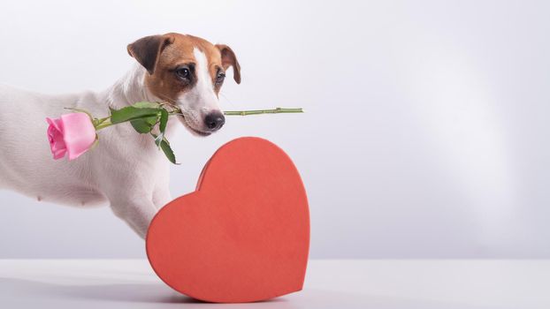 A cute little dog sits next to a heart-shaped box and holds a pink rose in his mouth on a white background. Valentine's day gift.