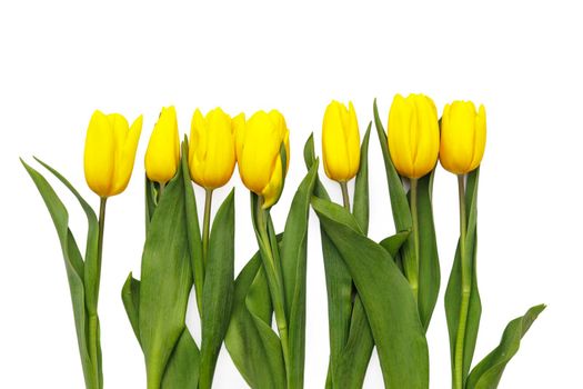 layout of yellow tulips on a white background