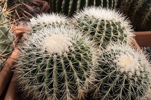 Ferocactus glaucescens, the glaucous barrel cactus, is a species of flowering plant in the family Cactaceae in the botanical garden