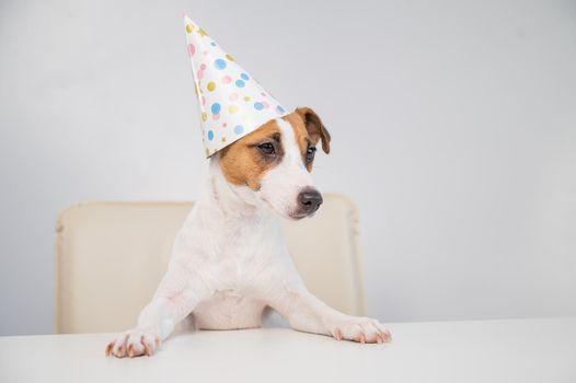 Portrait of dog jack russell terrier in a party hat at the table on a white background.