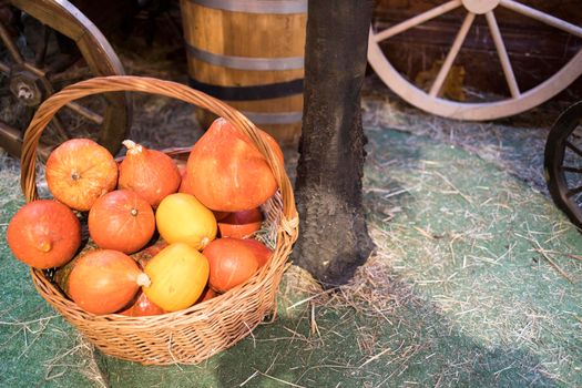 Decorative pumpkins, Halloween decor in Moscow city. Harvest, garden decoration in GUM, Moscow city. Shop ornament with gourd, orange pumpkin. Halloween pumpkin. Pumpkin decor. Many Halloween pumpkins