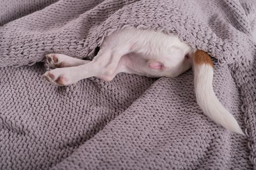 A cute little dog lies covered with a gray plaid. The hind legs and tail of a small dog stick out from under the blanket.