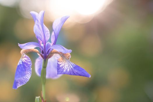 Bright purple iris flowers. Irises - an ornamental garden plant.