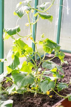 Cucumber flower in the garden on the Bush.Cucumber sativus. Cucumber growing in the garden.