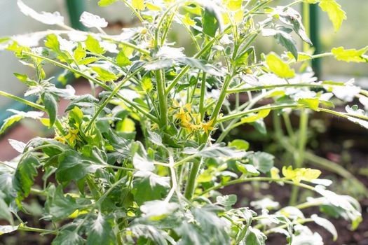 Tomato Sprouts Greenhouse, Sprouted Tomato, Potted Tomato Seedlings. Spring Seedlings.