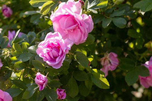 Flowers of dog-rose ,rosehip growing in nature