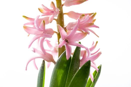 Hyacinth Pink Surprise Dutch Hyacinth . Spring flowers. The perfume of blooming hyacinths is a symbol of early spring.