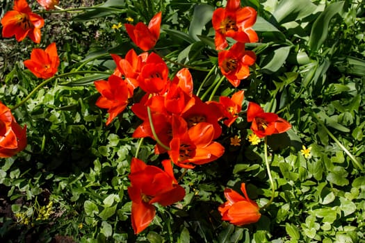 Red tulips are in the sun ligh in the spring garden. with falling petals