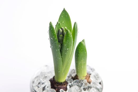 Hyacinth sprouts with water drops are on a white background