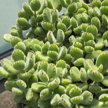 Background of Cotyledon is one of some 35 genera of succulent plants in the family Crassulaceae. Square frame