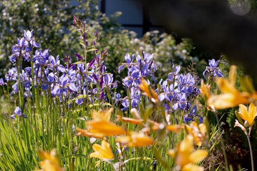 Bright purple iris flowers. Irises - an ornamental garden plant.