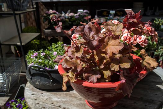 Heuchera Indian Summer on the lawn, the curly leaves are tangerine orange. Gadern design