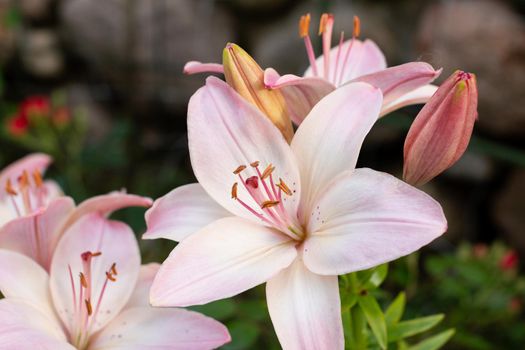 Gorgeous yellow lily blooming in the garden in summer