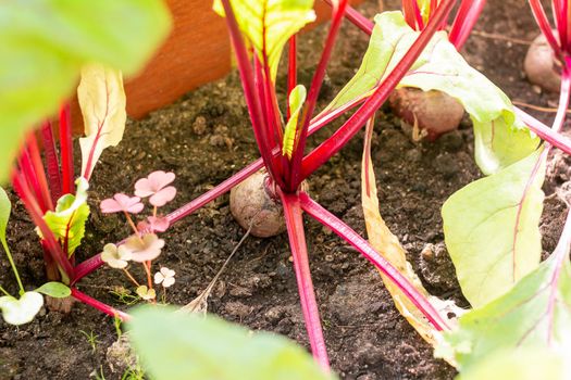 Red beetroot planted in summer garden. Growing organic beet vegetables