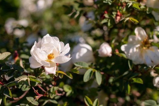 Flowers of dog-rose ,rosehip growing in nature