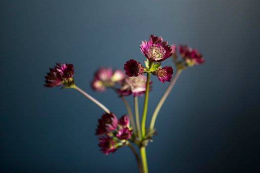 Bouquet of pink Astrantia and wild herbs in a transparent vase on a dark blue background