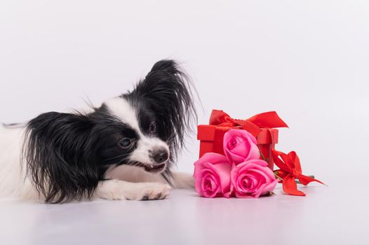 Portrait of a cute eared dog of the Papillon breed with a gift and a bouquet of roses for Valentine's Day. A romantic continental spaniel on a date.