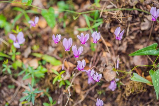 Macro image of spring lilac violet flowers, abstract soft floral background.