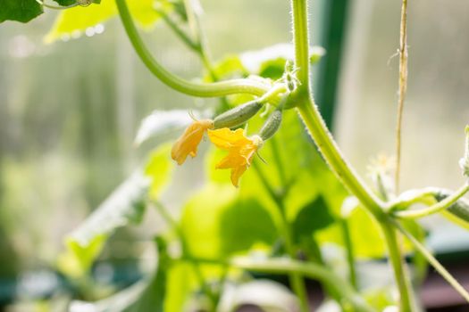 Cucumber flower in the garden on the Bush.Cucumber sativus. Cucumber growing in the garden.